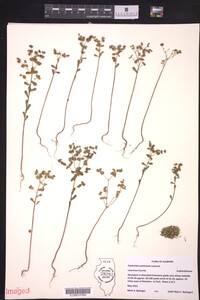 Euphorbia spathulata image