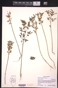 Euphorbia spathulata image