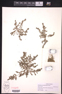 Euphorbia prostrata image