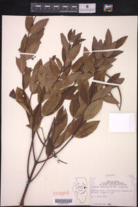 Image of Apocynum cannabinum var. cannabinum