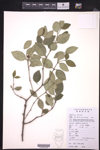 Image of Alyxia sinensis