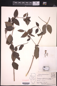 Apocynum androsaemifolium image