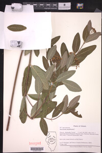 Apocynum cannabinum image