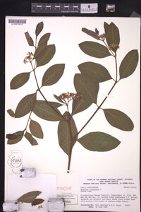 Apocynum cannabinum image