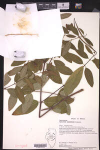 Apocynum cannabinum image