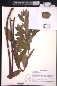 Apocynum cannabinum image