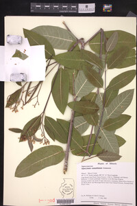 Apocynum cannabinum image