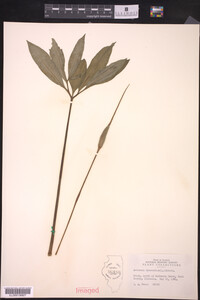 Arisaema dracontium image