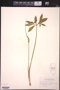 Arisaema dracontium image