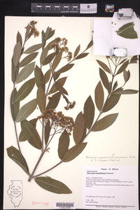 Apocynum cannabinum image