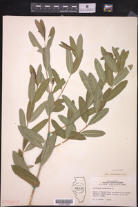 Apocynum cannabinum var. glaberrimum image