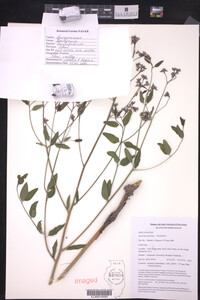 Apocynum lancifolium image