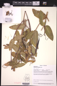 Apocynum sibiricum image