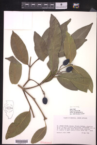 Image of Kopsia arborea