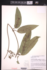 Image of Parsonsia straminea