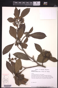 Image of Peschiera arborea