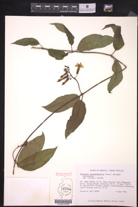 Image of Prestonia quinquangularis
