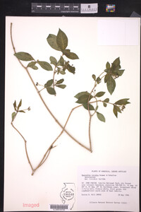 Image of Rauvolfia viridis