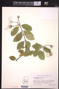 Image of Strophanthus preussii