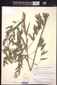Image of Trachomitum lancifolium