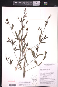 Trachomitum lancifolium image