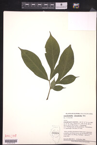 Image of Amorphophallus glossophyllus