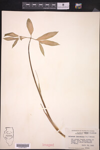 Arisaema dracontium image