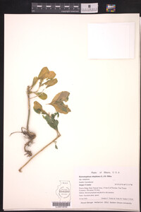 Image Associated With the Occurrence