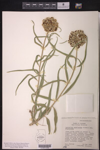 Image of Asclepias asperula ssp. capricornu