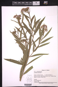 Asclepias incarnata image