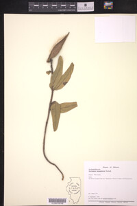 Asclepias lanuginosa image