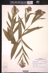 Asclepias incarnata ssp. pulchra image
