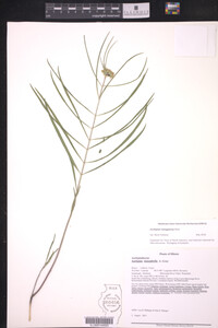 Asclepias lanuginosa image