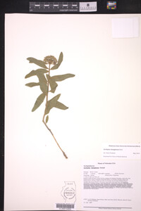 Asclepias lanuginosa image
