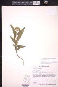 Asclepias lanuginosa image