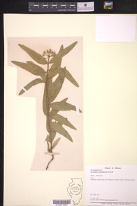 Asclepias lanuginosa image