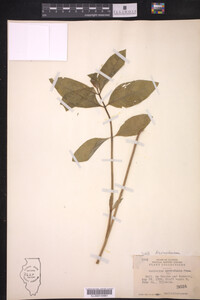 Asclepias ovalifolia image