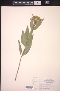 Asclepias ovalifolia image