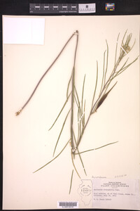 Asclepias stenophylla image