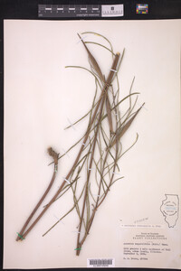 Asclepias stenophylla image