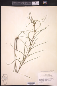 Asclepias stenophylla image