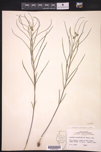 Asclepias stenophylla image