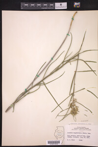 Asclepias stenophylla image