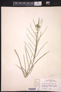 Asclepias stenophylla image