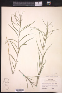 Asclepias stenophylla image