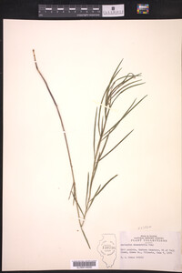 Asclepias stenophylla image