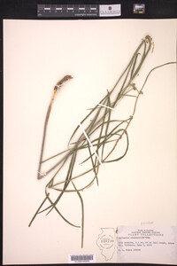Asclepias stenophylla image
