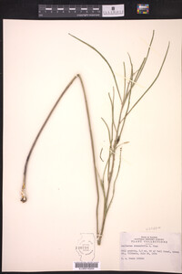 Asclepias stenophylla image