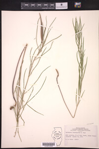 Asclepias stenophylla image