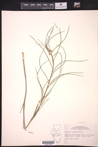 Asclepias stenophylla image